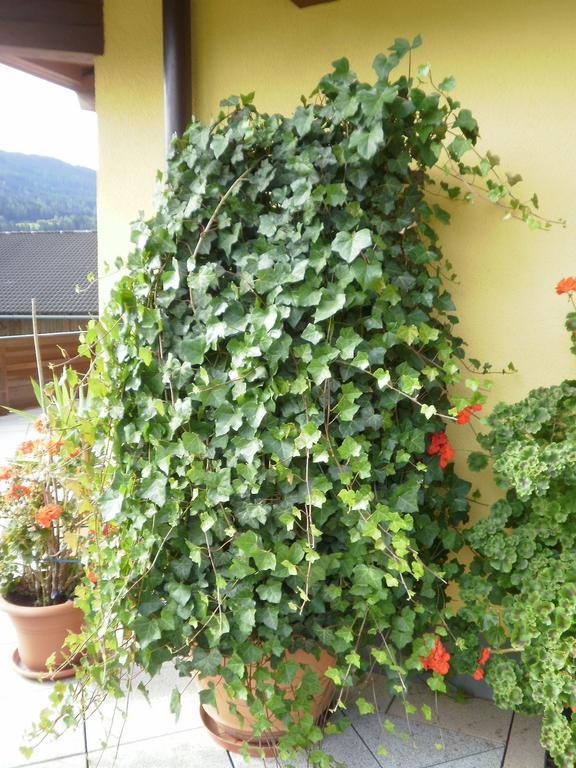Haus Vordertiefenbach Hotel Ваграйн Екстериор снимка